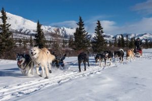Ausbildungen von Outside Führen im Winter, Musher-Ausbildung Outside e.V.