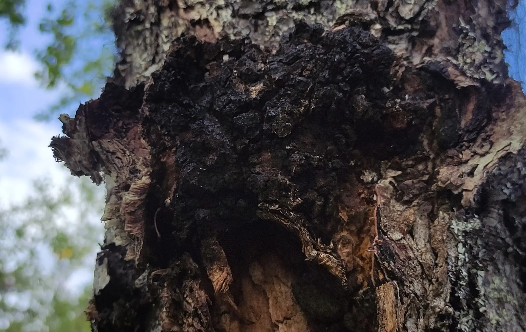 Dunkler Chaga Pilz an einer Birke