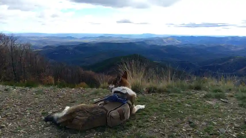 Cervennen mit Hund